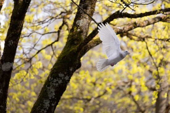 L’Esprit saint dans la littérature johannique